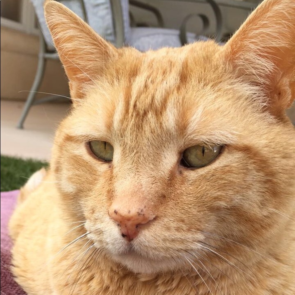 Meet your Posher, Libby